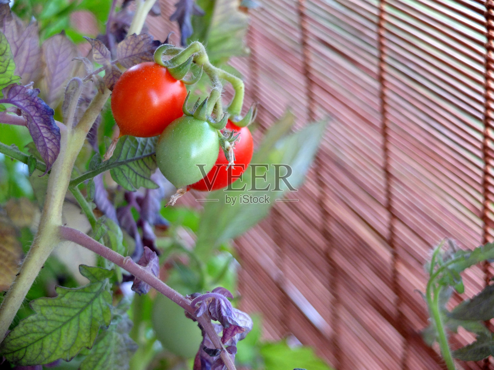 西红柿在家里照片摄影图片