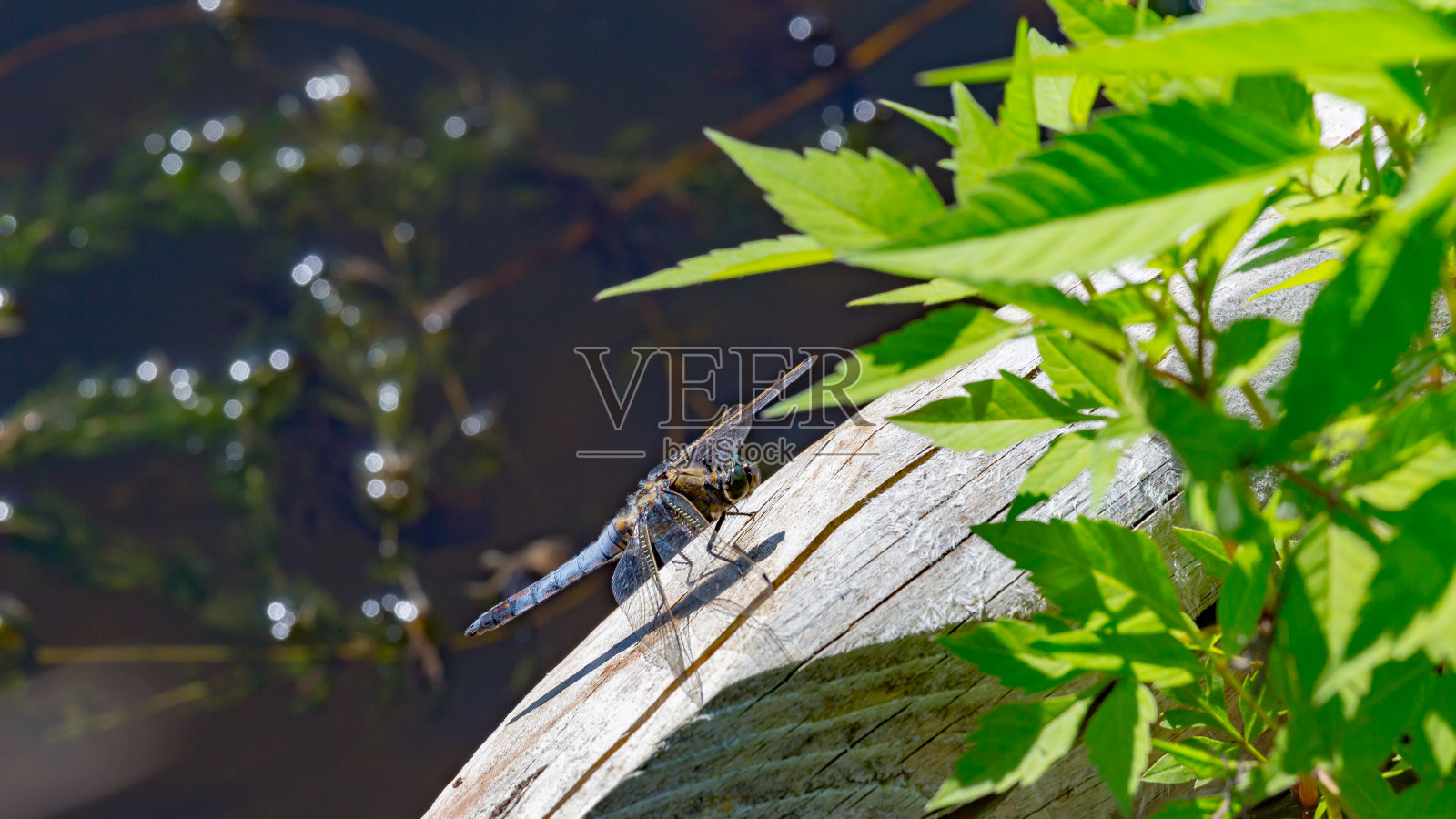 美丽的蜻蜓照片摄影图片