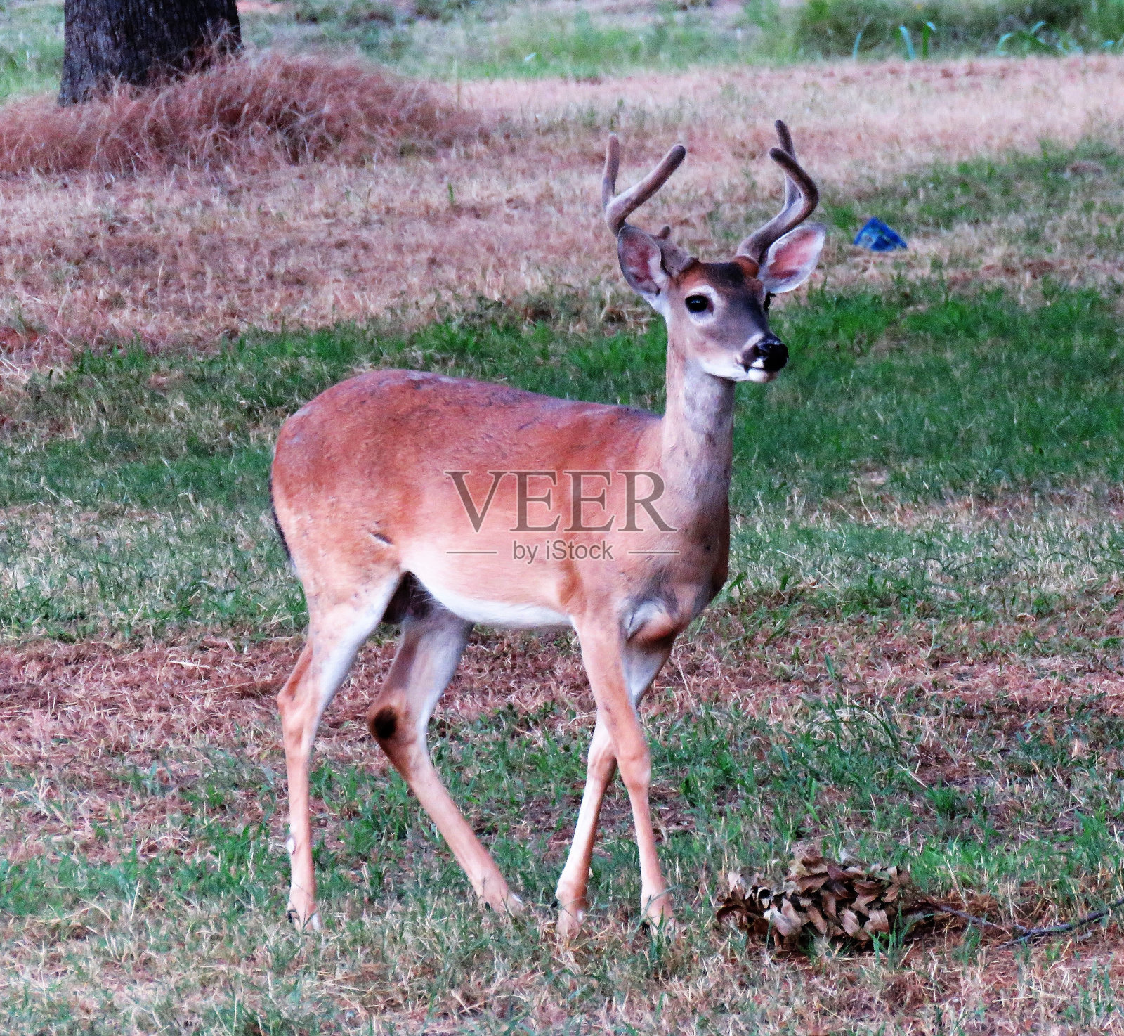 巴克照片摄影图片