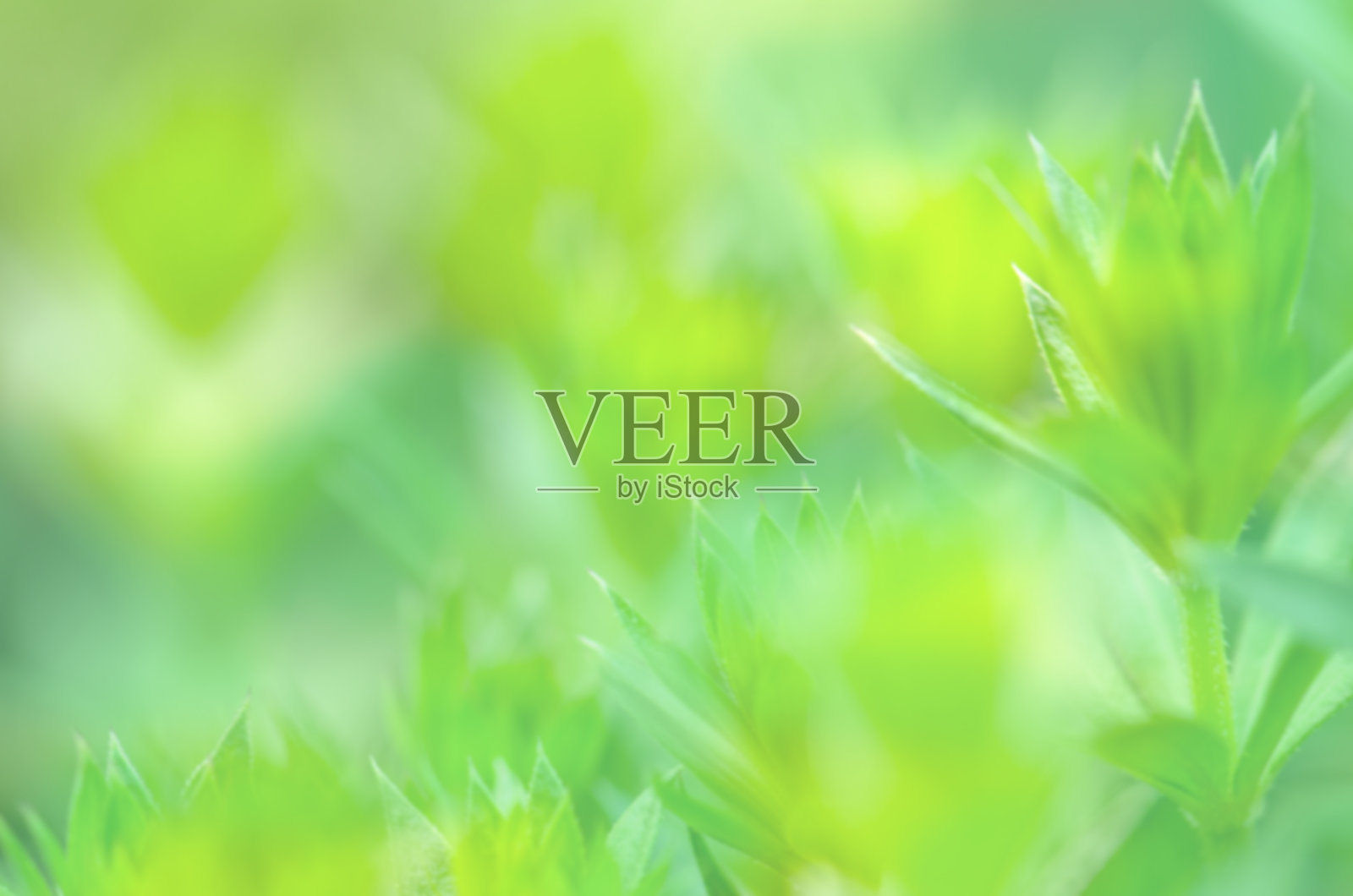 绿色的焦外成像背景照片摄影图片