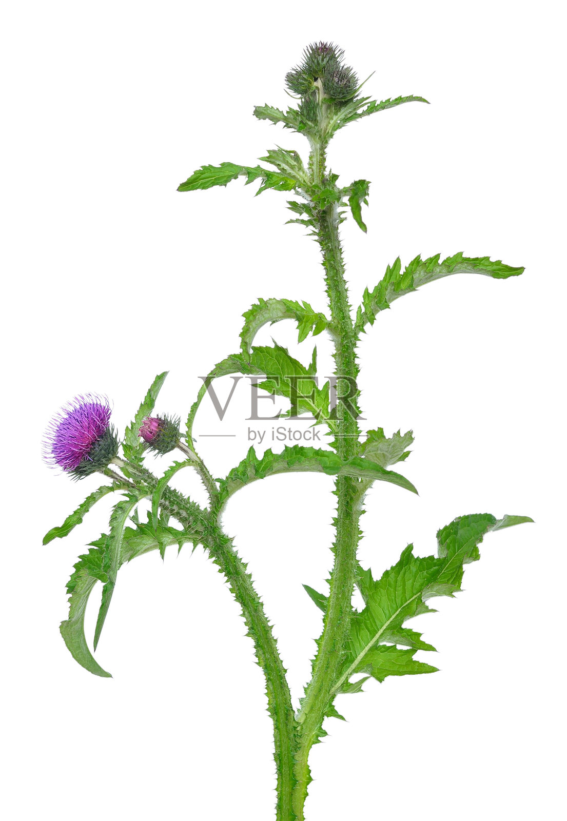 Carduus管花照片摄影图片