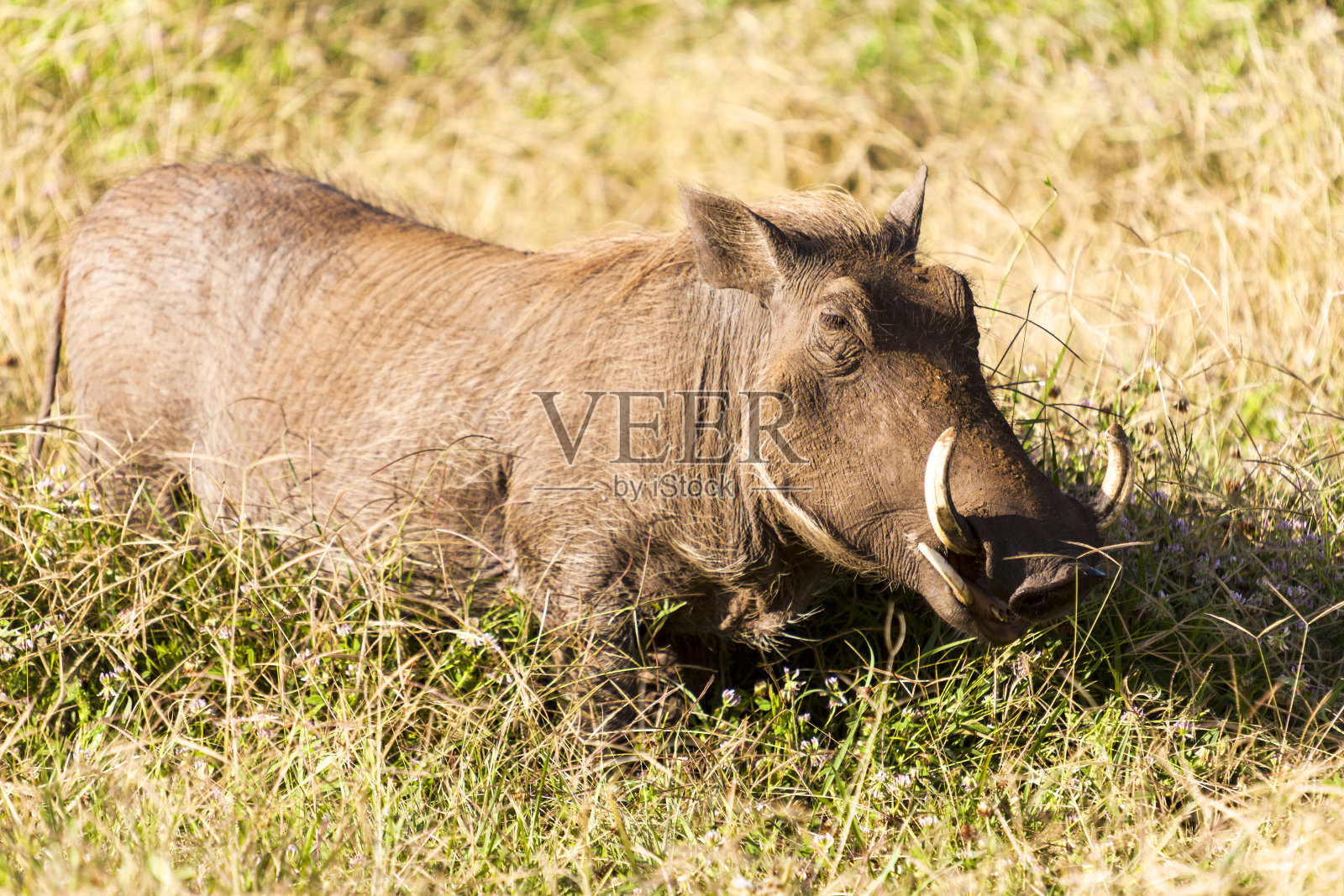 庞巴照片摄影图片