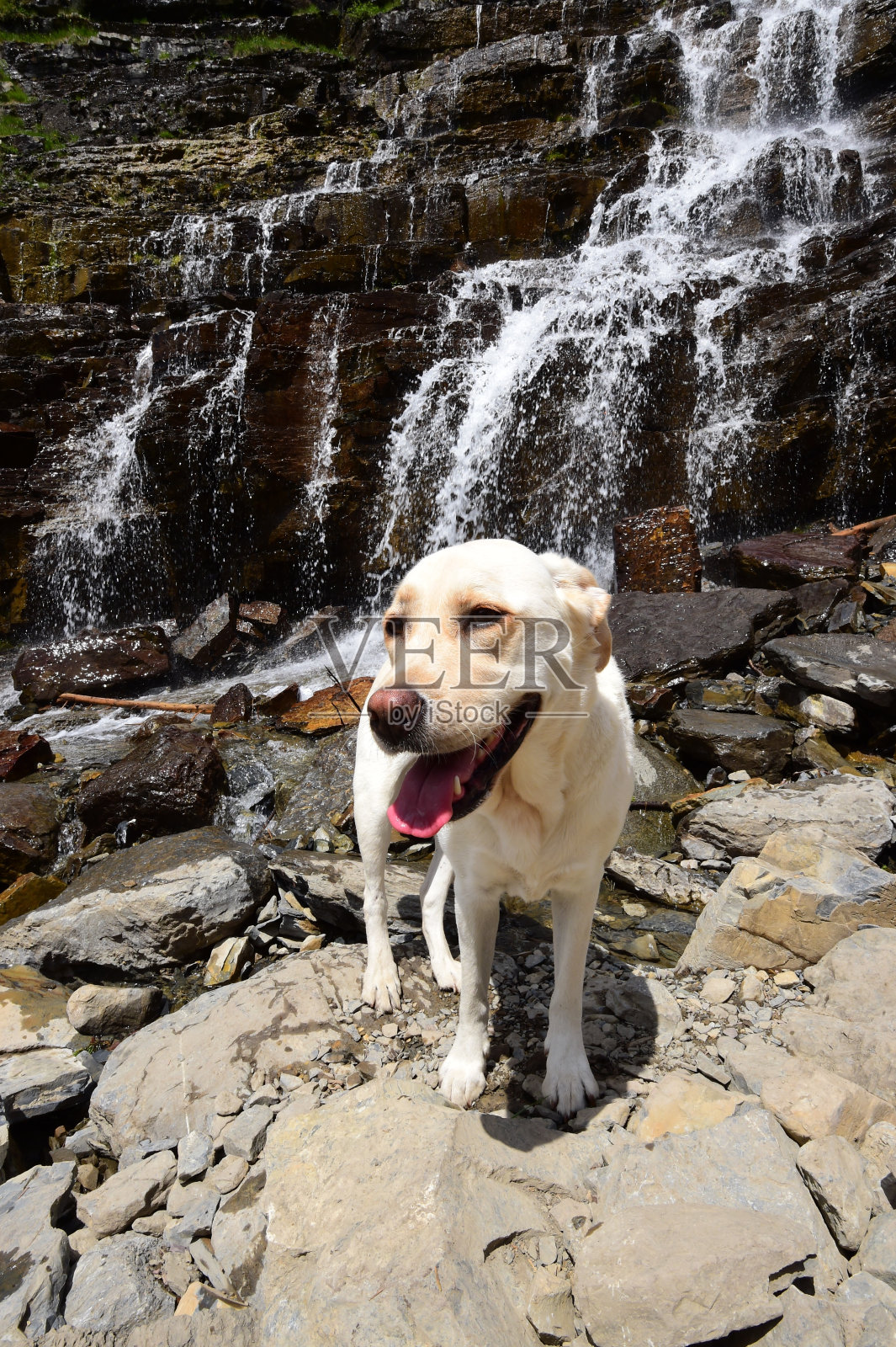 瀑布旁的拉布拉多寻回犬照片摄影图片