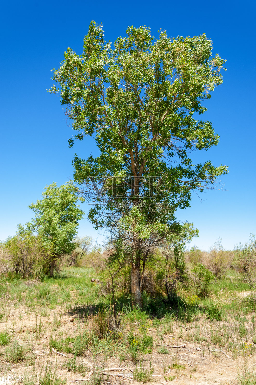 草原，草原，慈善，推翻照片摄影图片