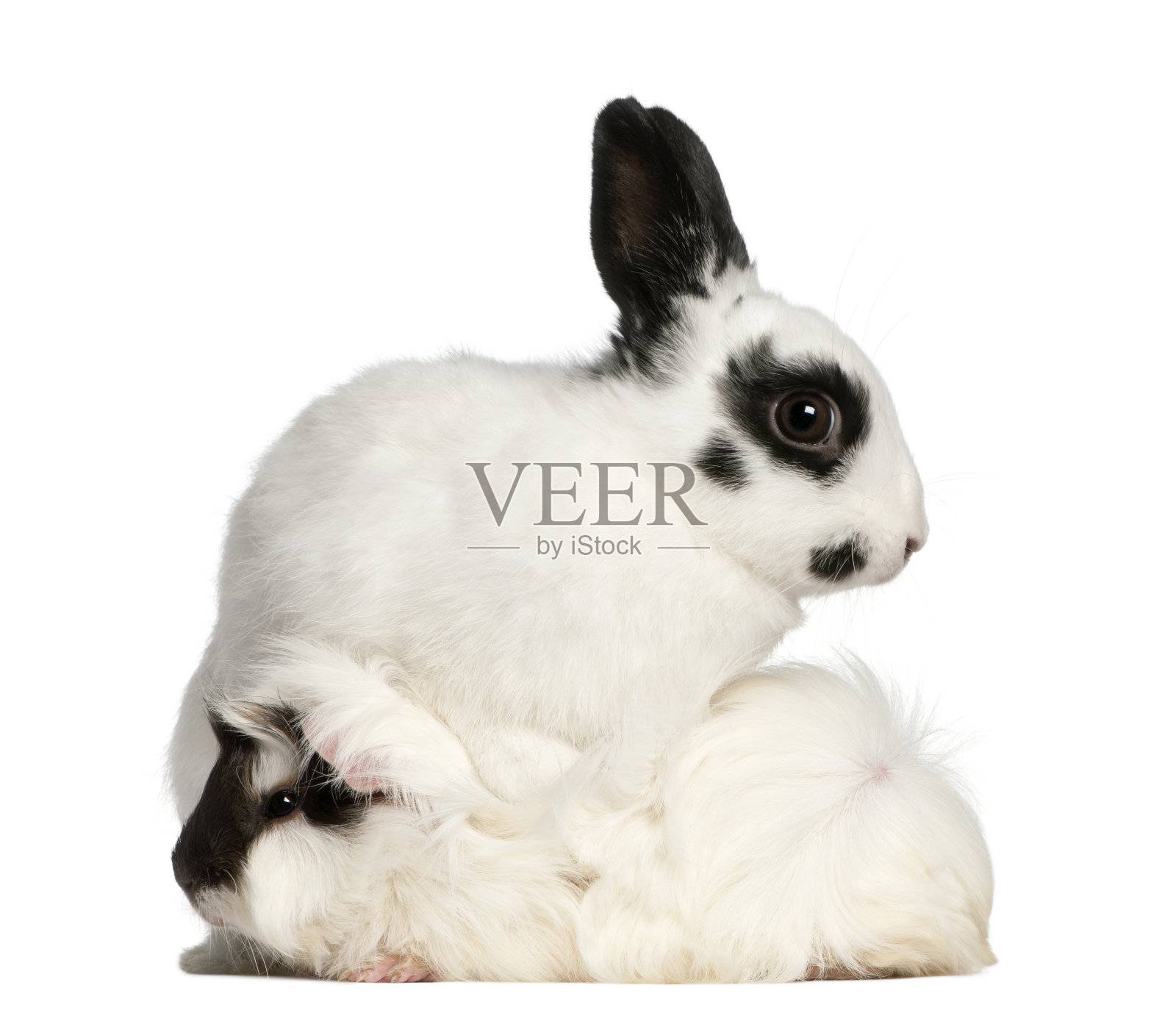 2个月大的斑点兔和阿比西尼亚豚鼠卡维亚波塞勒斯坐在白色背景前照片摄影图片