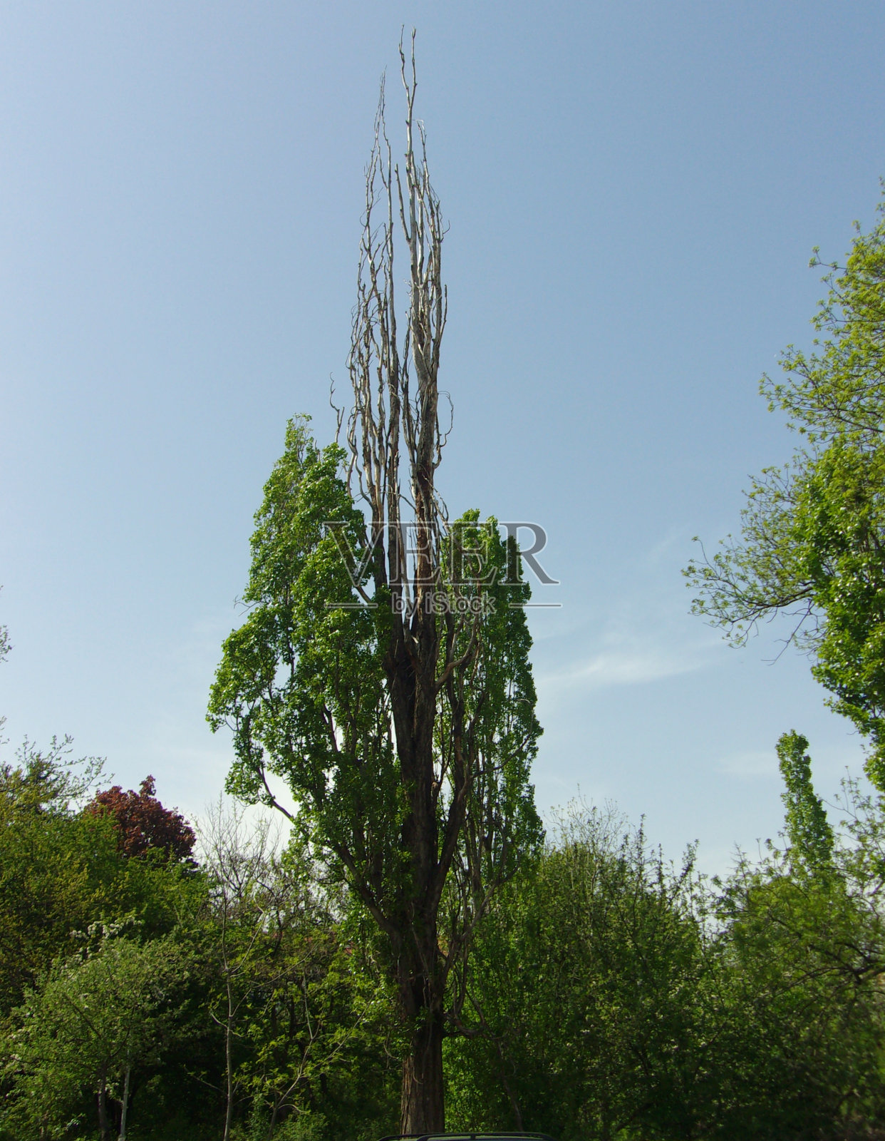 半枯树照片摄影图片