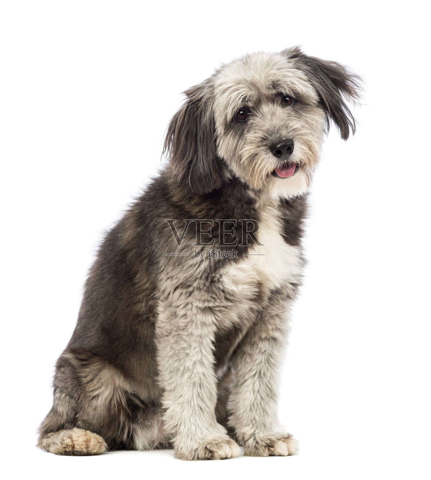 混血儿，4岁，坐在白色背景前看着摄像机照片摄影图片