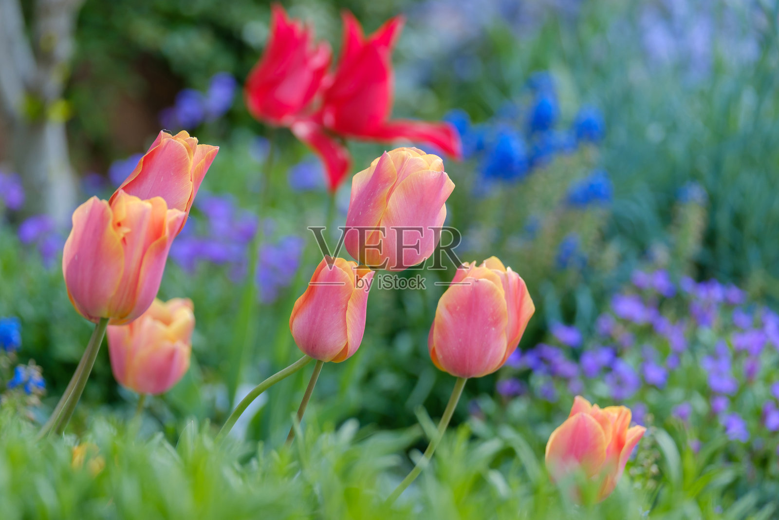 花园里的粉色郁金香。照片摄影图片
