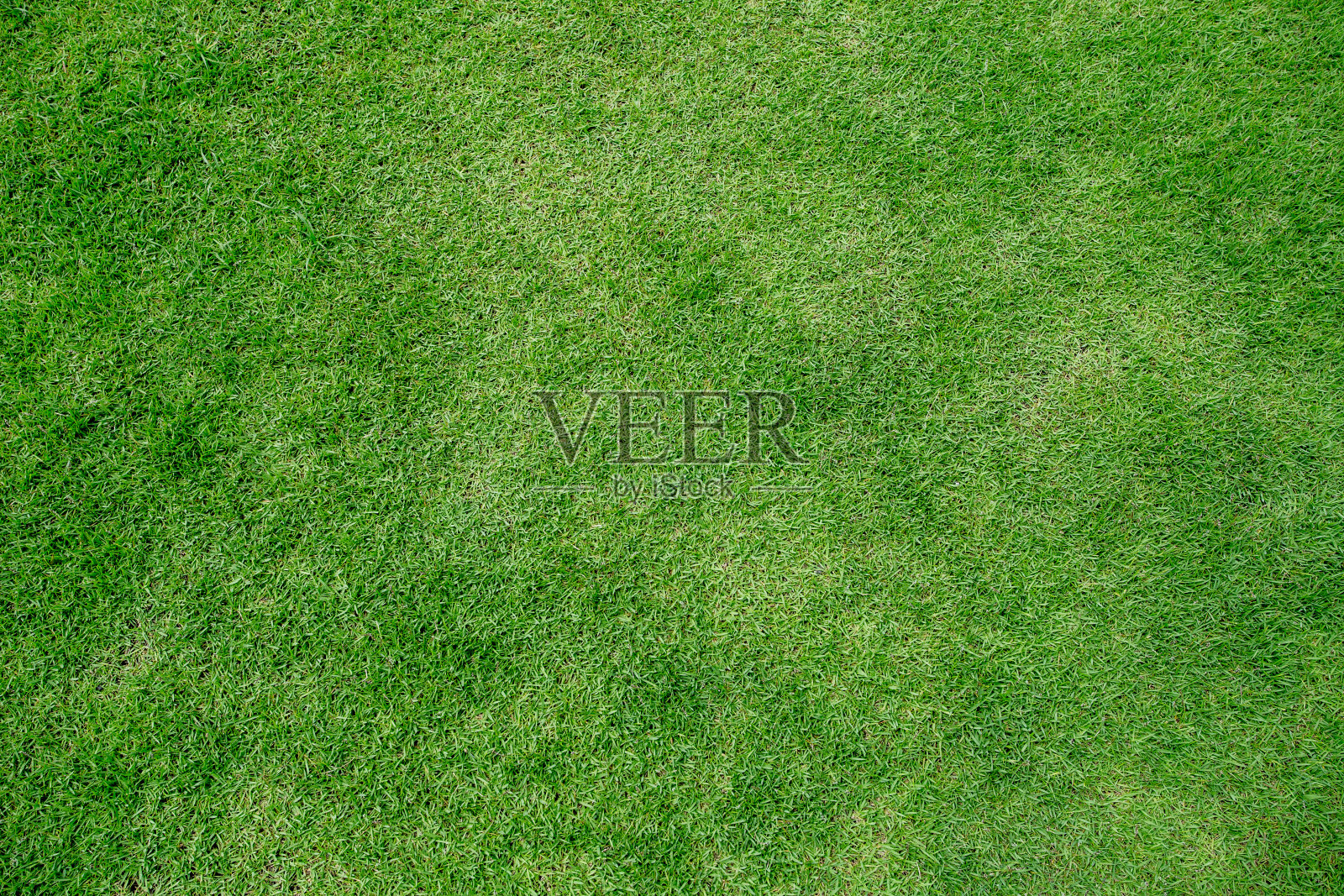 绿草的纹理照片摄影图片