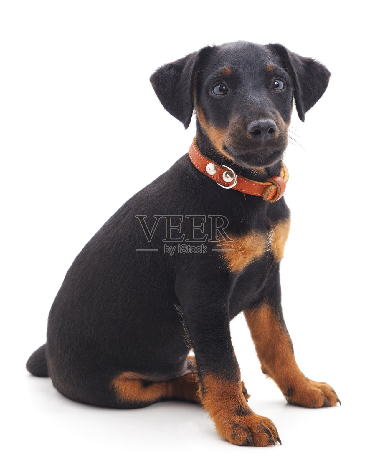 小狗。照片摄影图片