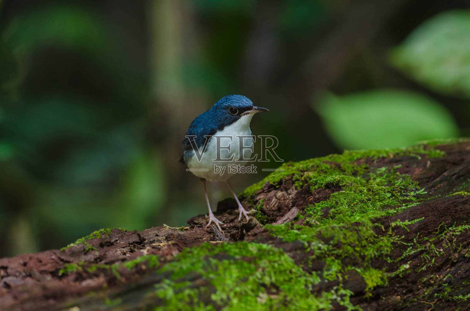 西伯利亚蓝知更鸟照片摄影图片