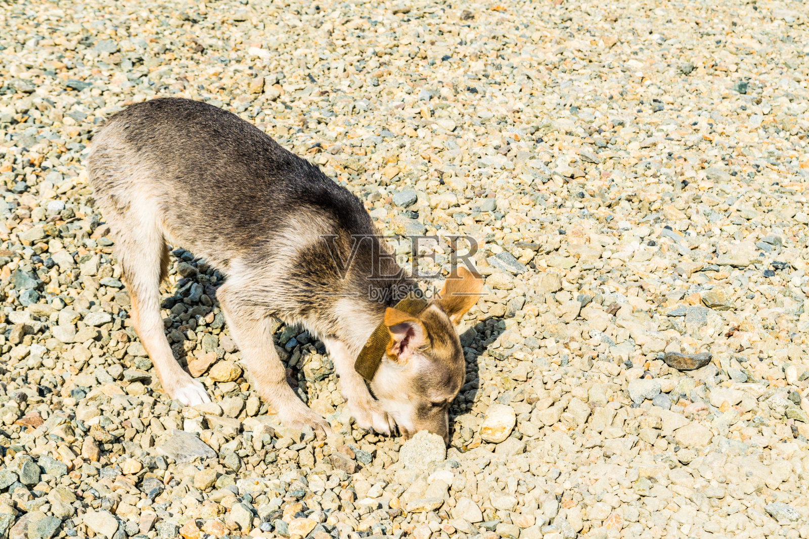 在海滩上散步的有趣的小狗照片摄影图片