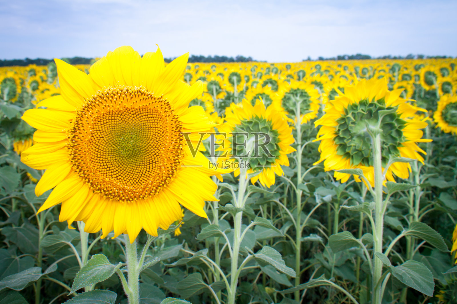 田野里盛开的向日葵，鲜艳的黄色，炎炎烈日下的每一朵花照片摄影图片