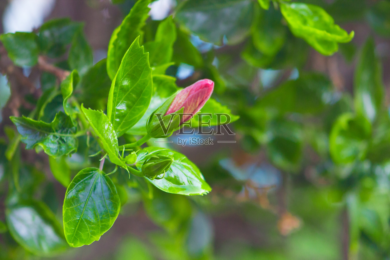 阳光下盛开的美丽春季花卉，绿色花园中不同类型的花朵照片摄影图片