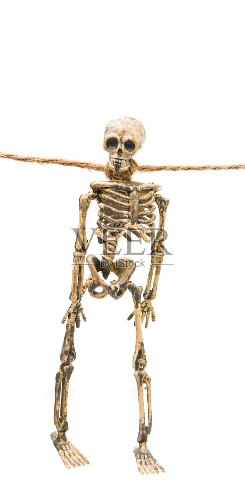 骨架孤立照片摄影图片