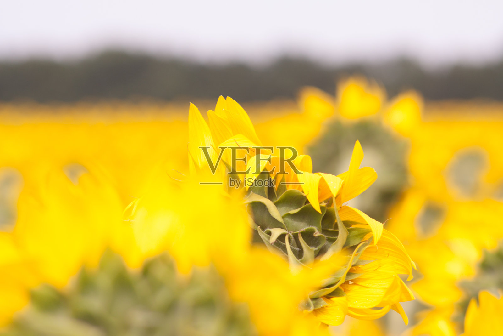 田野里盛开的向日葵，鲜艳的黄色，炎炎烈日下的每一朵花照片摄影图片