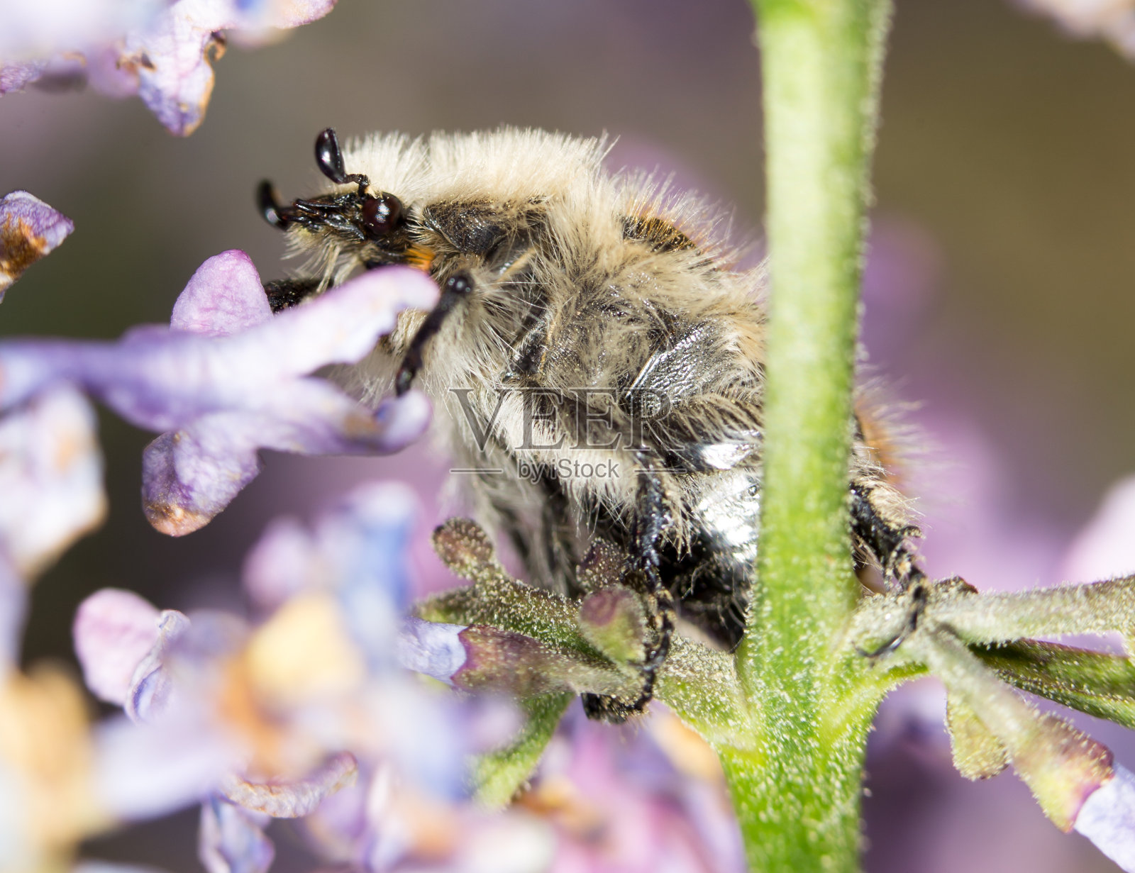 丁香花上的甲虫。关闭照片摄影图片