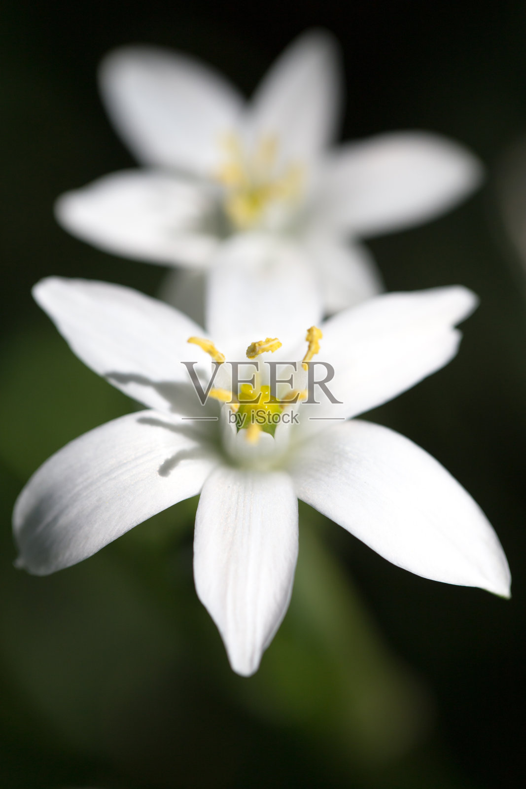 大自然中的雪花莲。关闭照片摄影图片