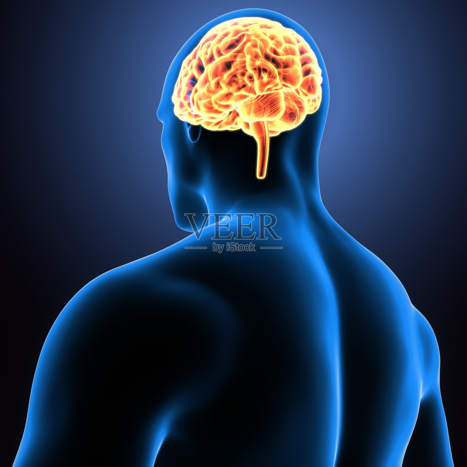 人体器官三维示意图(脑解剖)照片摄影图片