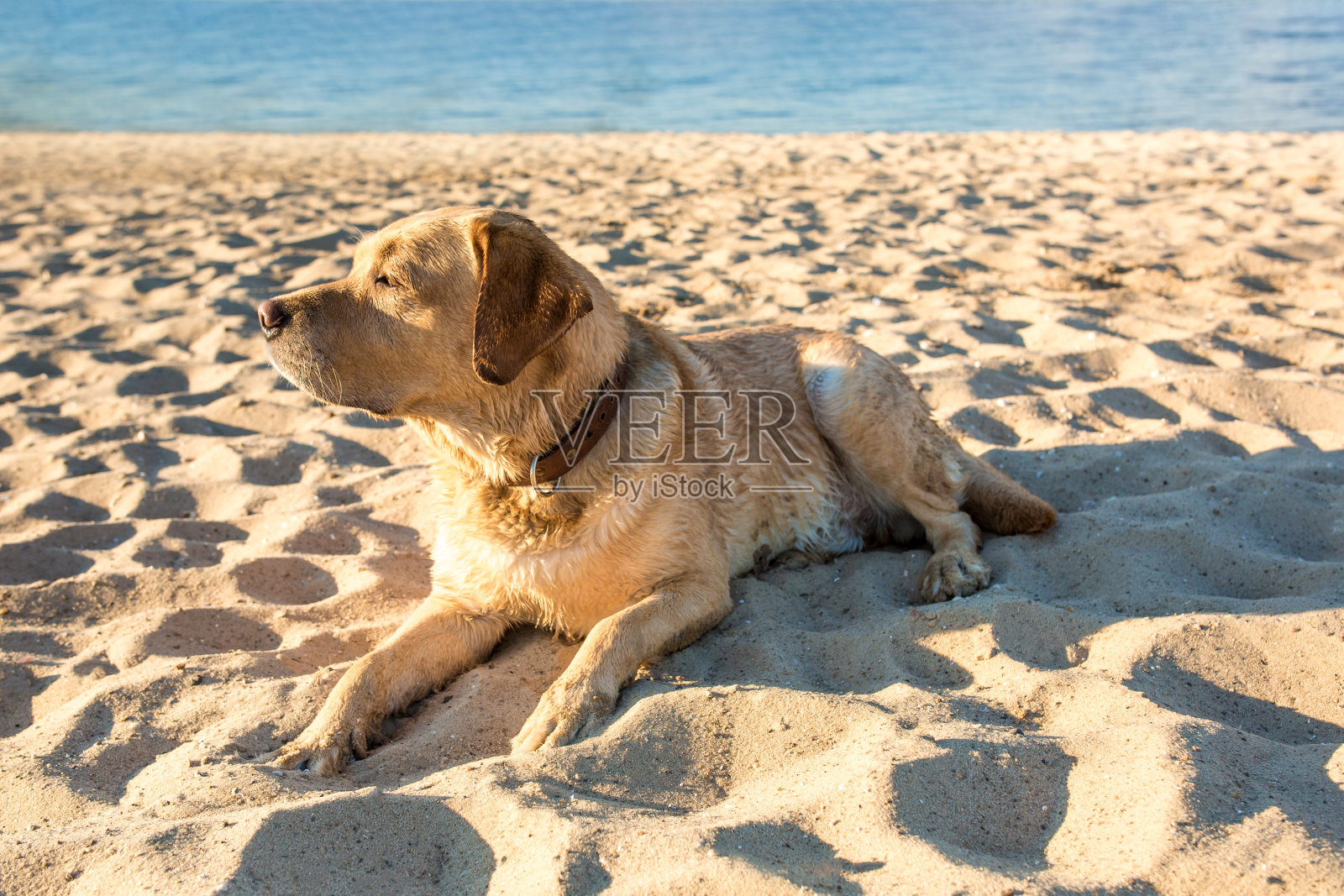 老黄狗拉布拉多寻回犬躺在河边满是沙子的沙滩上，炎炎夏日照片摄影图片