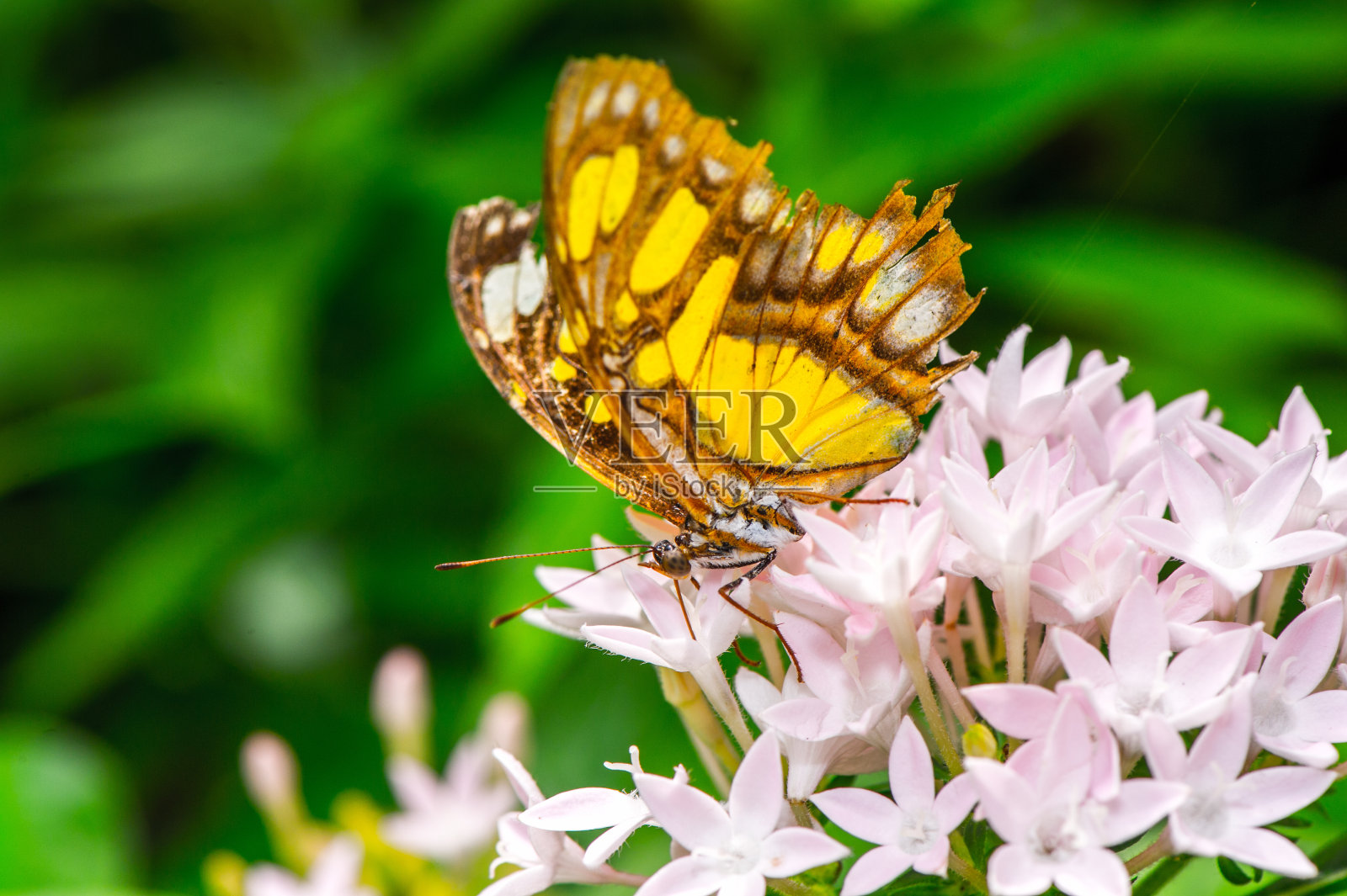 花上的墨西哥蝴蝶照片摄影图片