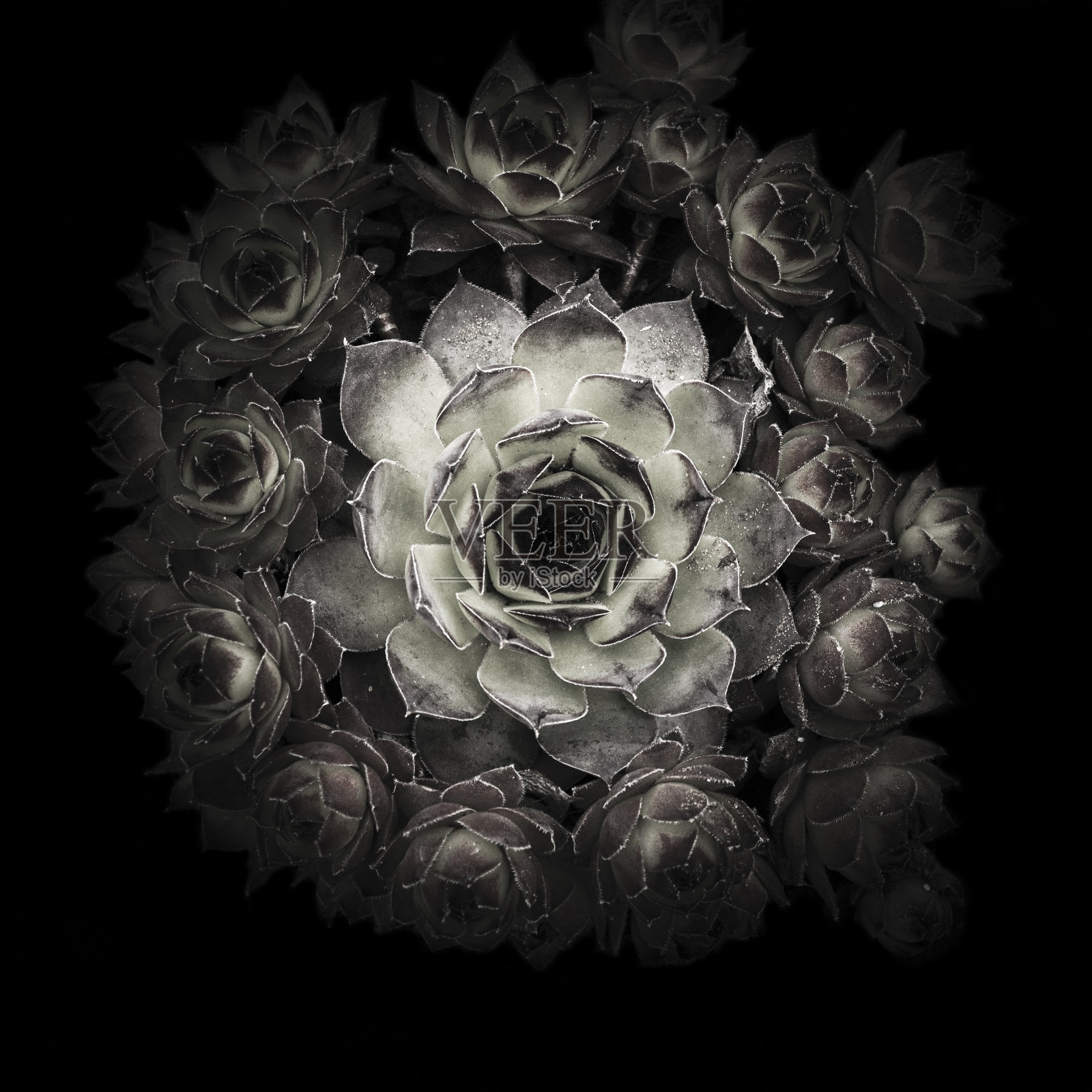 黑色背景上的菊花照片摄影图片