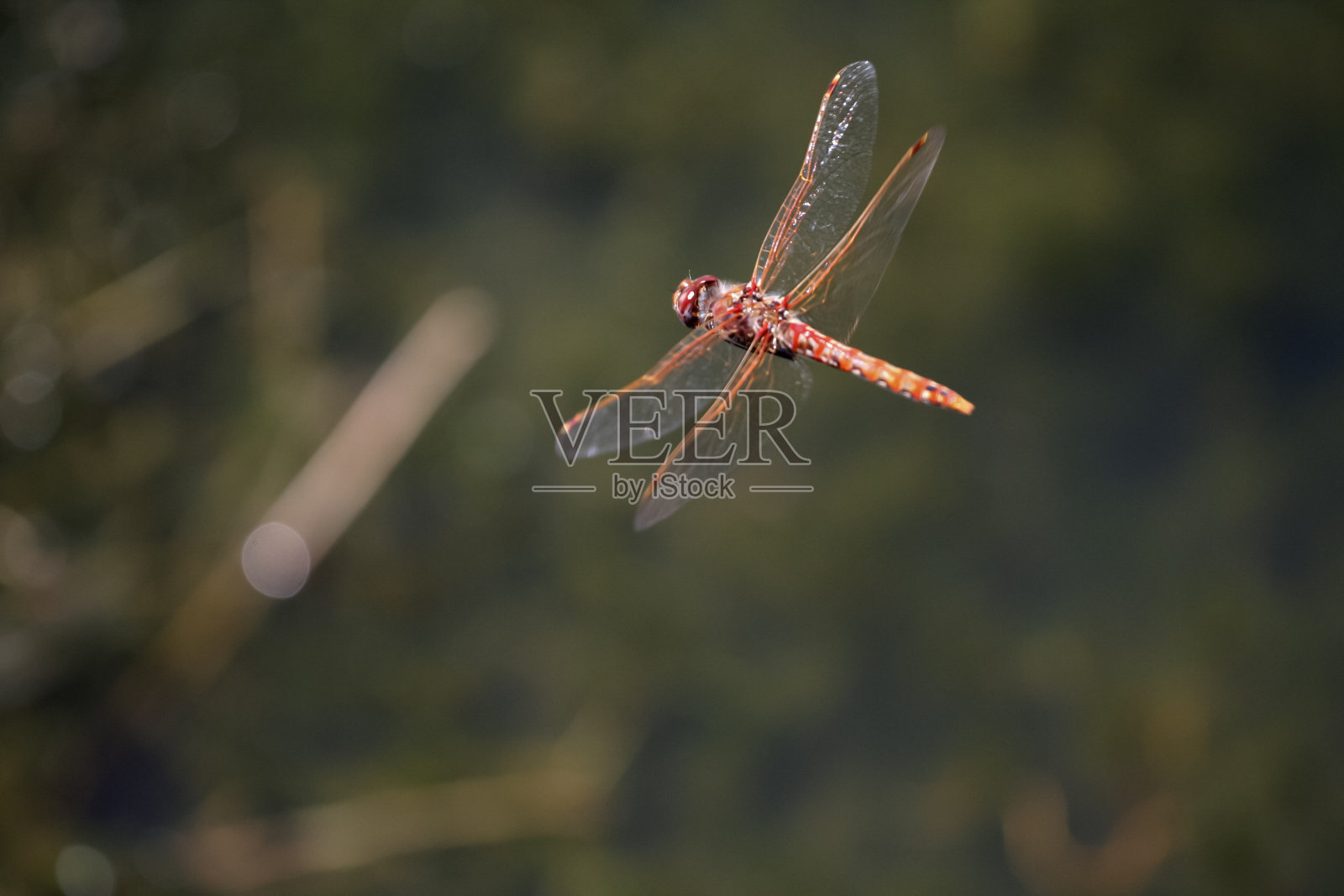 蜻蜓照片摄影图片