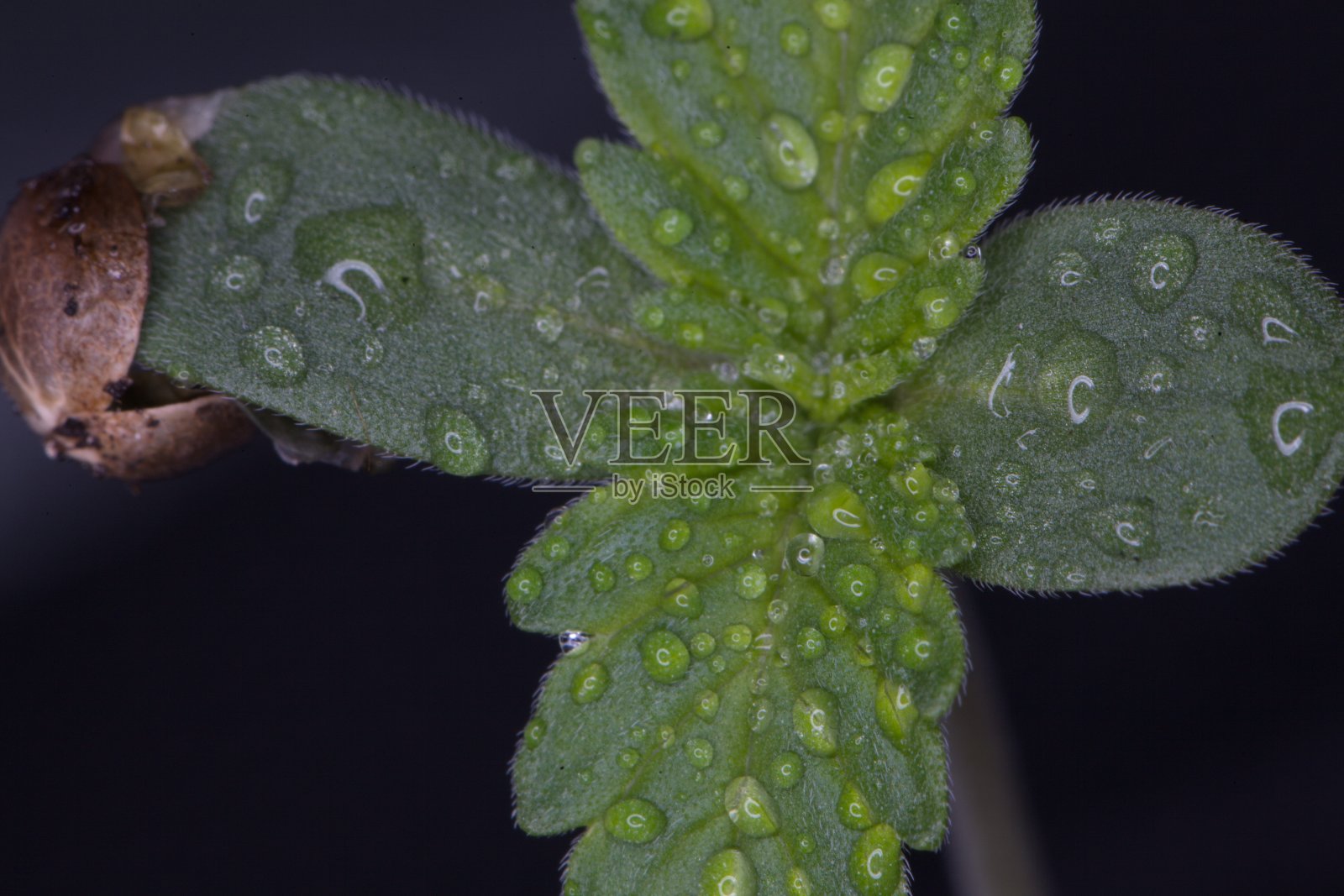 近距离观看大麻种子，微距照片照片摄影图片