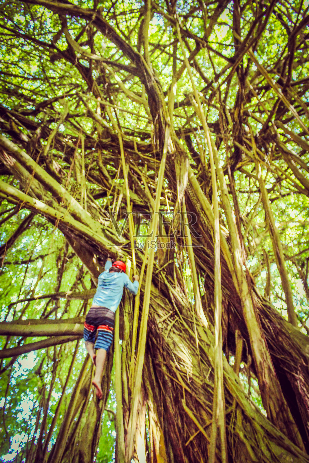 树上的人照片摄影图片