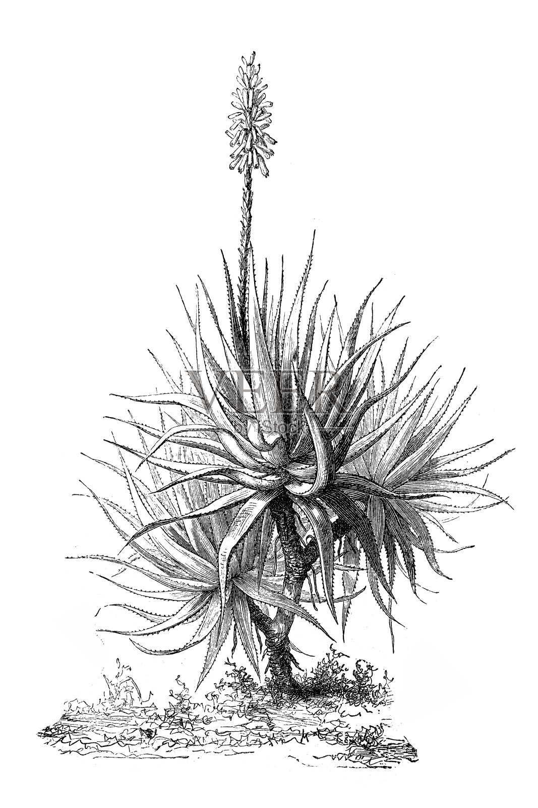 芦荟 (aloe socotrina)插画图片素材