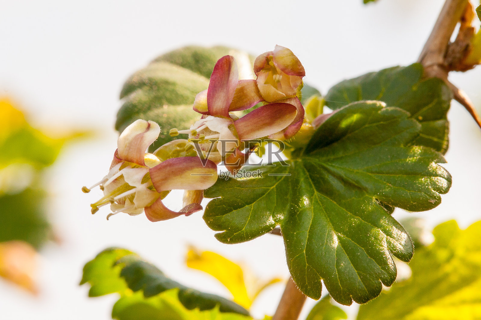 盛开的醋栗花照片摄影图片