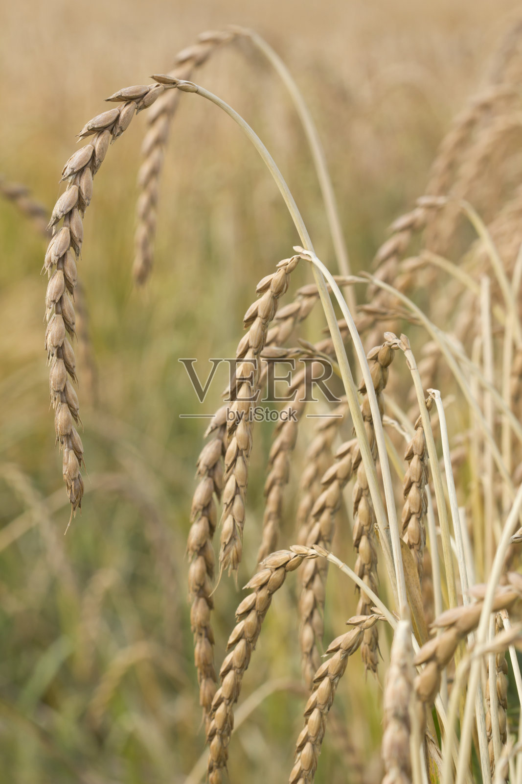 的拼写照片摄影图片