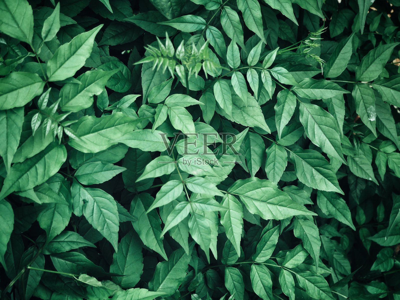 绿色的树叶照片摄影图片