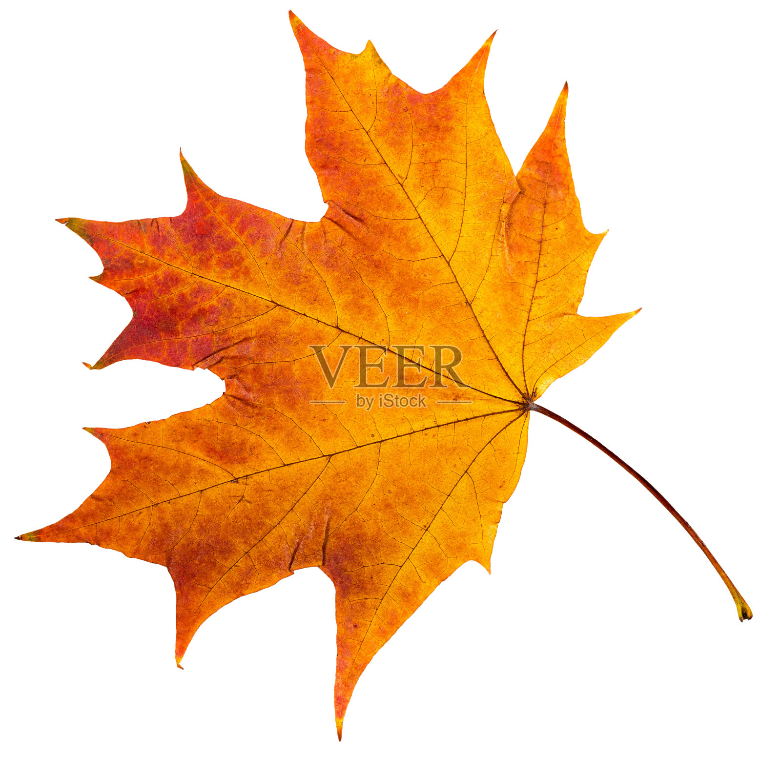 秋叶之静美。照片摄影图片