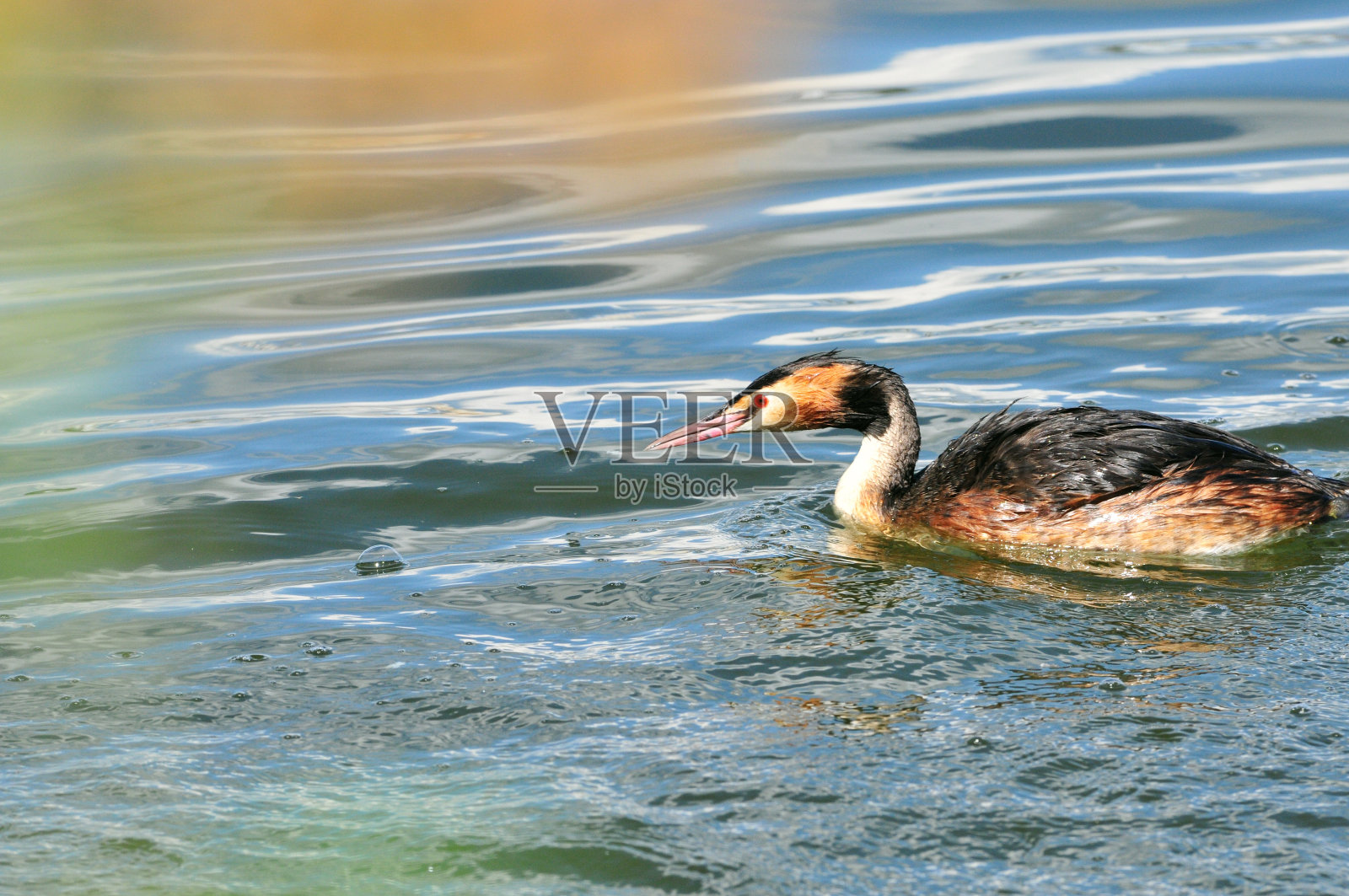 大冠毛鸊鷉是水鸟中的一员。照片摄影图片