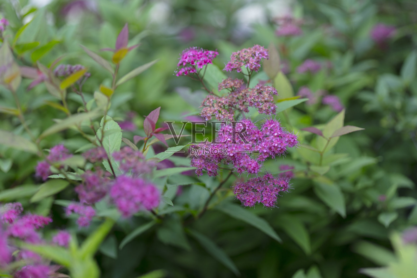夏天的背景草和花。Spiraea粳稻照片摄影图片