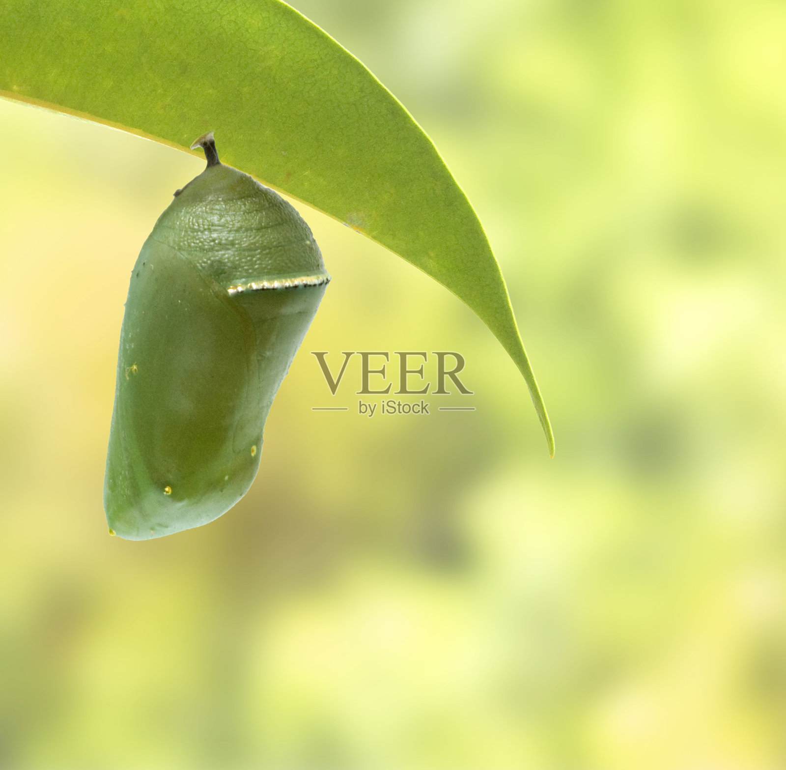 帝王蝶的蛹照片摄影图片