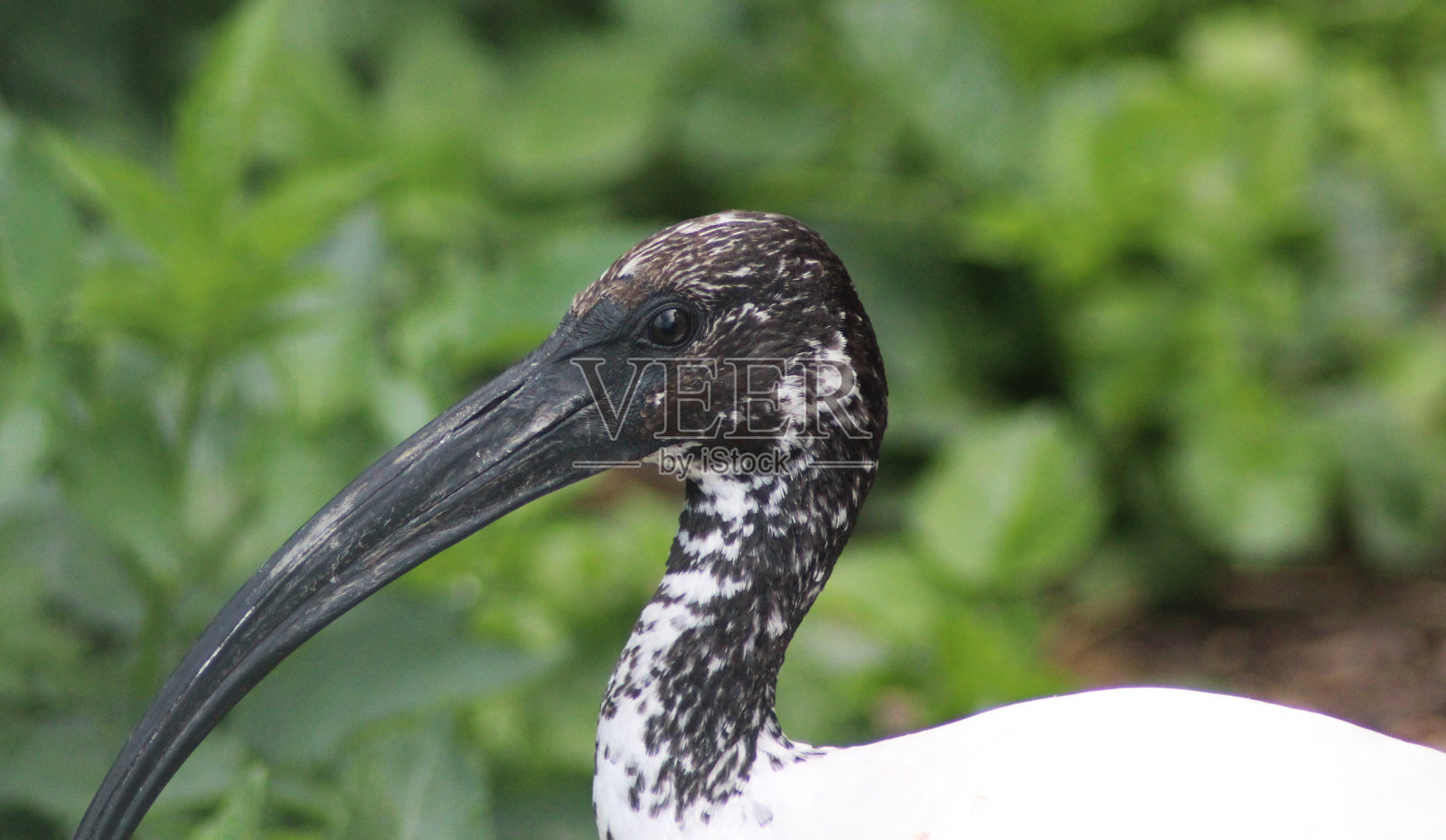 非洲圣鹮(Threskiornis aethopicus)照片摄影图片