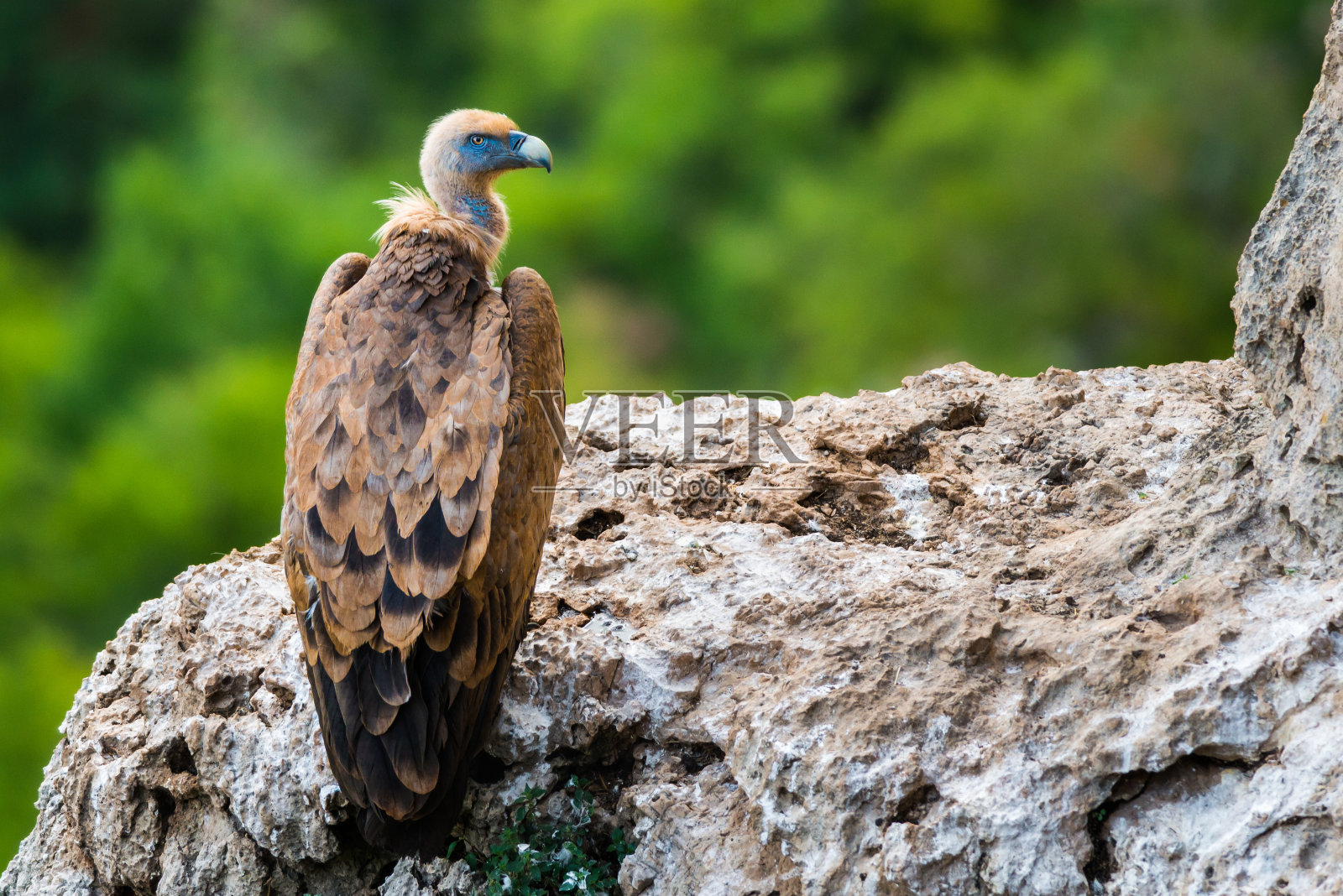 兀鹫秃鹰照片摄影图片