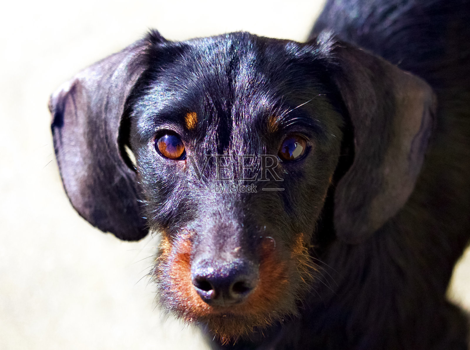 狗肖像照片摄影图片