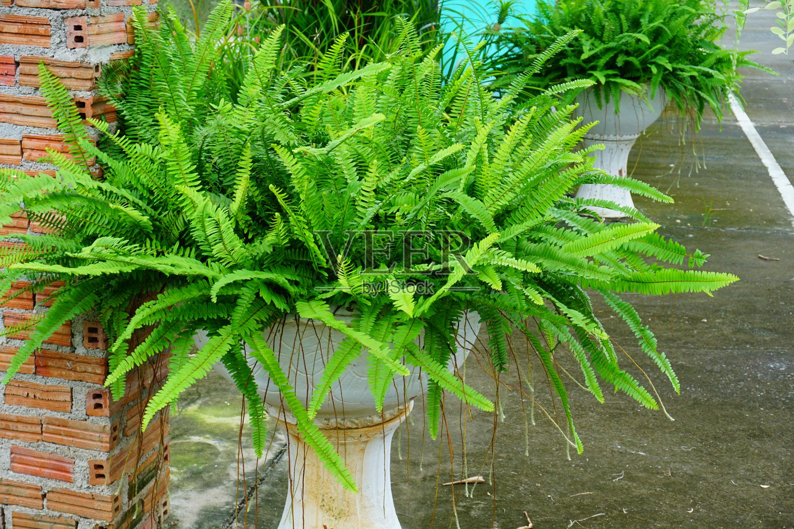 室内植物蕨类植物照片摄影图片