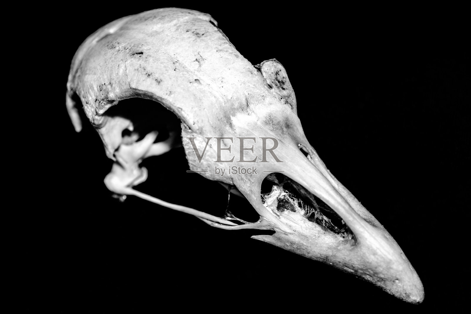 动物的头骨照片摄影图片
