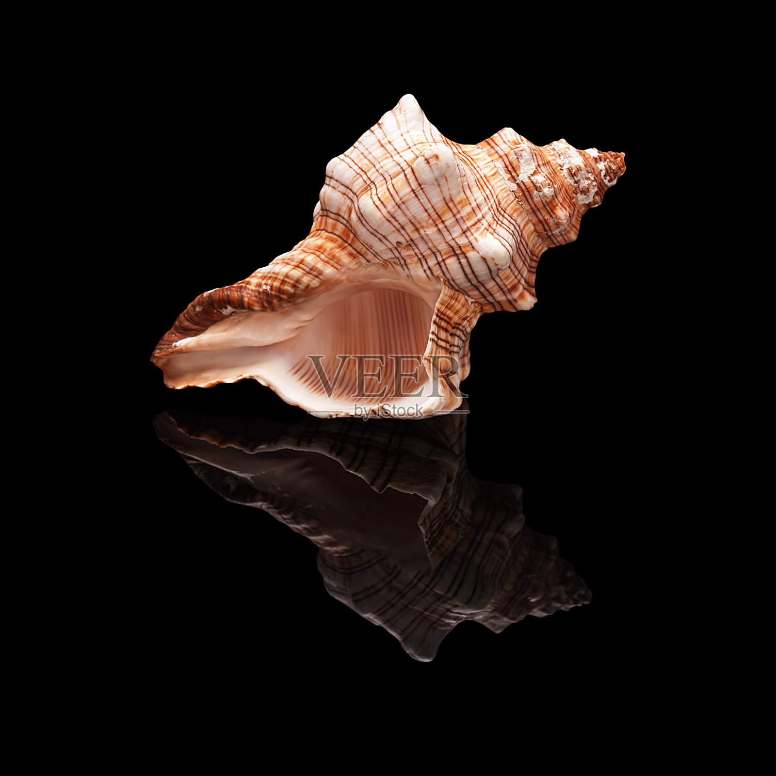 海贝在一个黑色的背景孤立照片摄影图片