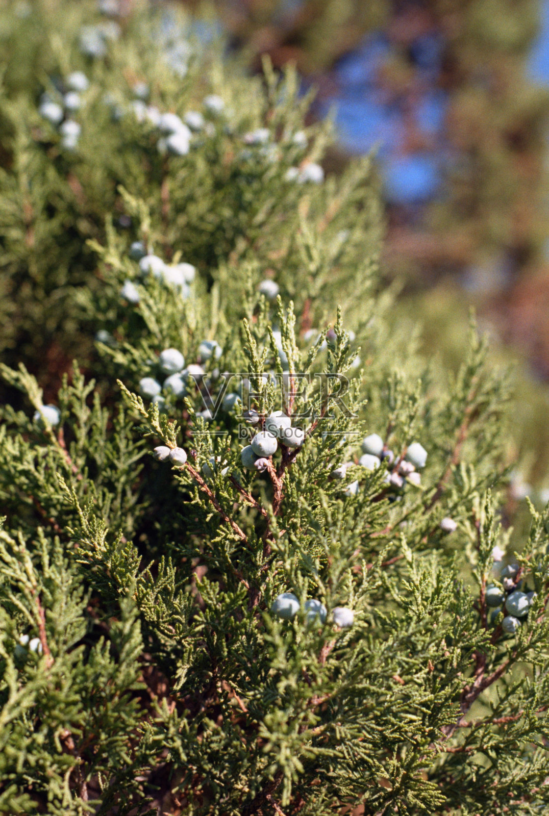 杜松子的特写。拍摄电影照片摄影图片