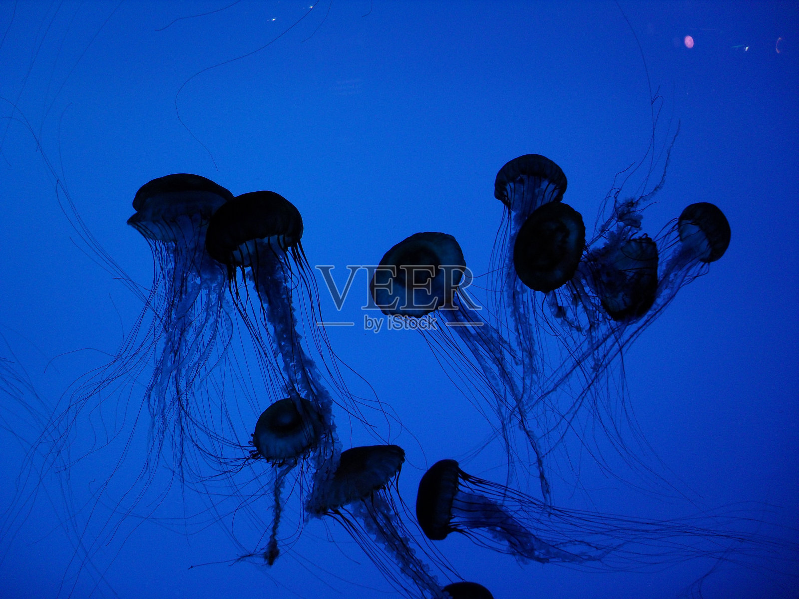 水母照片摄影图片