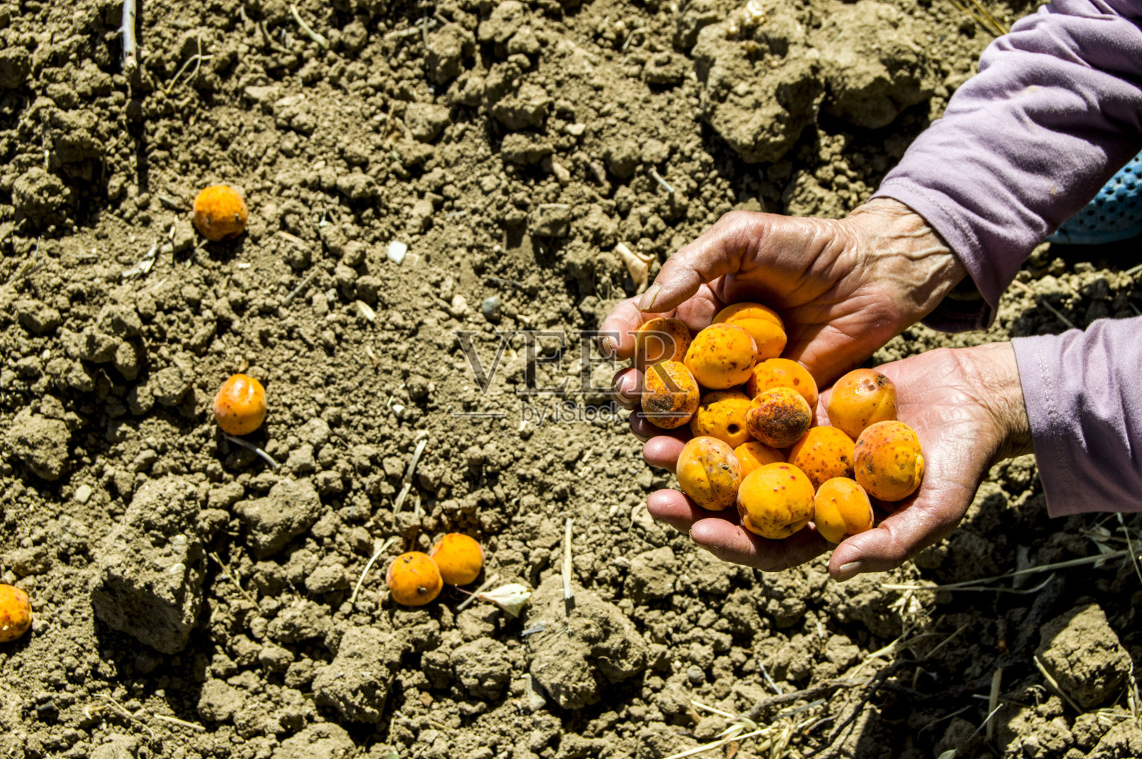 收集季节里成熟的杏子，收集杏树上的杏子，收集季节里成熟的光辉，收集杏子果实照片摄影图片