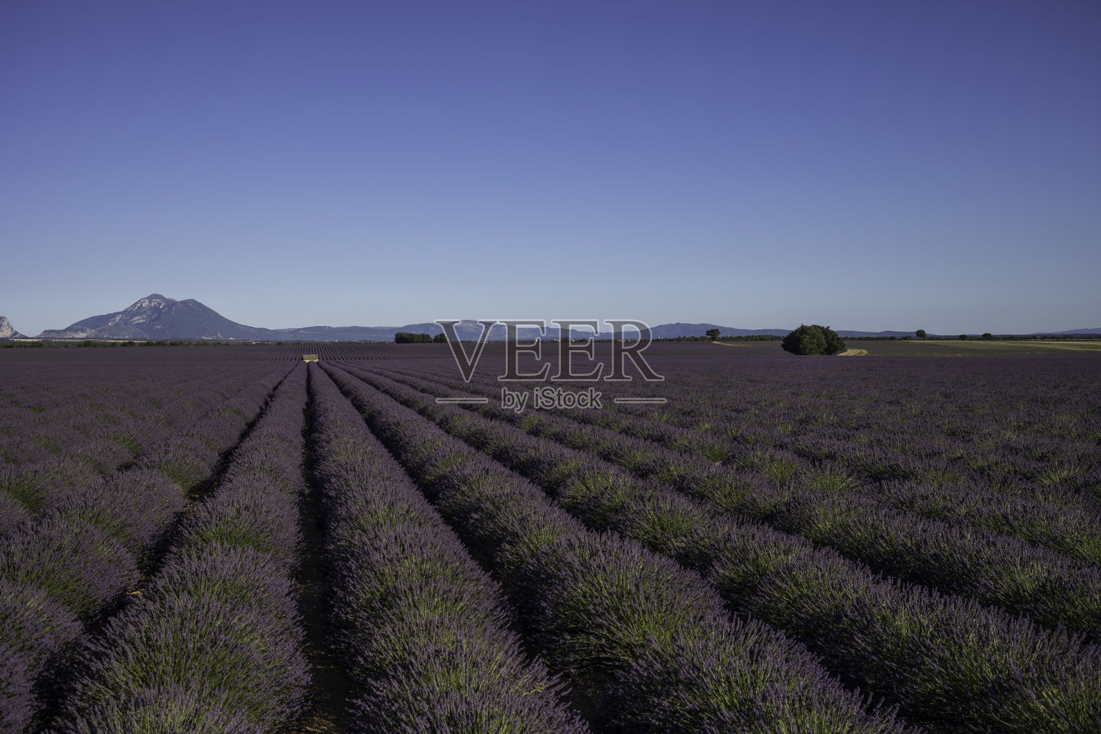 薰衣草田和老房子照片摄影图片