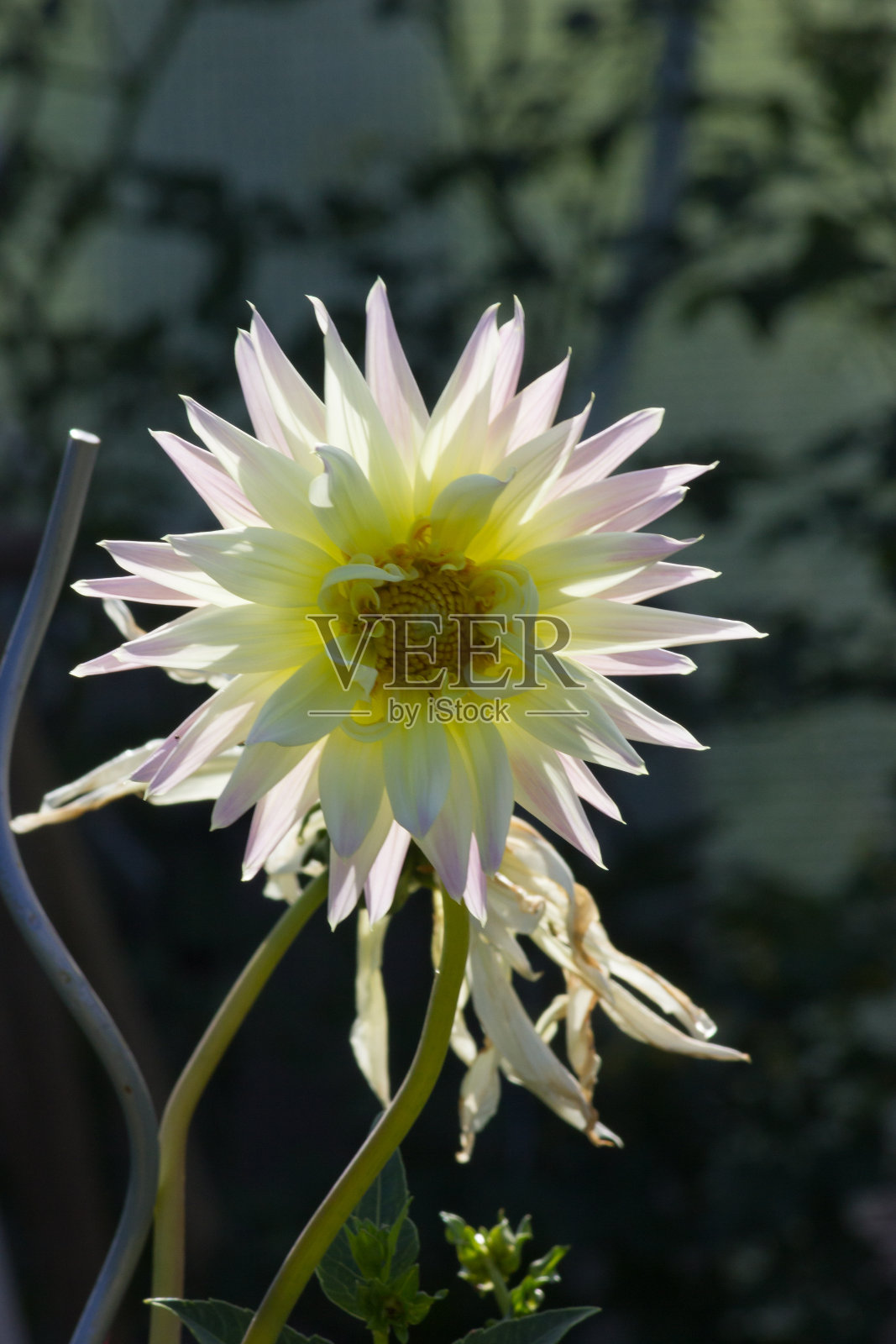 在德国南部七月的一个阳光明媚的日子里，在绿橙红色的背景下的晨露下，五颜六色的花朵绽放照片摄影图片