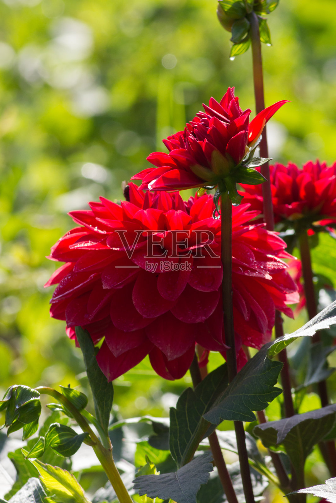 在德国南部七月的一个阳光明媚的日子里，在绿橙红色的背景下的晨露下，五颜六色的花朵绽放照片摄影图片