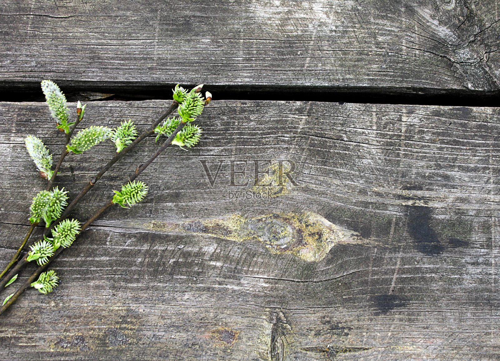 弹簧树枝上的木制背景与空间为您的文本照片摄影图片
